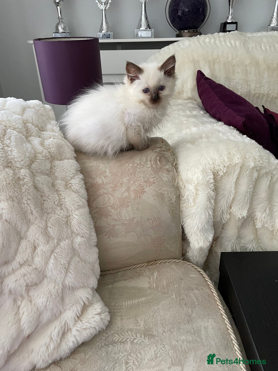 Ragdoll cats for sale: Chocolate female and Lilac male - Advert 4