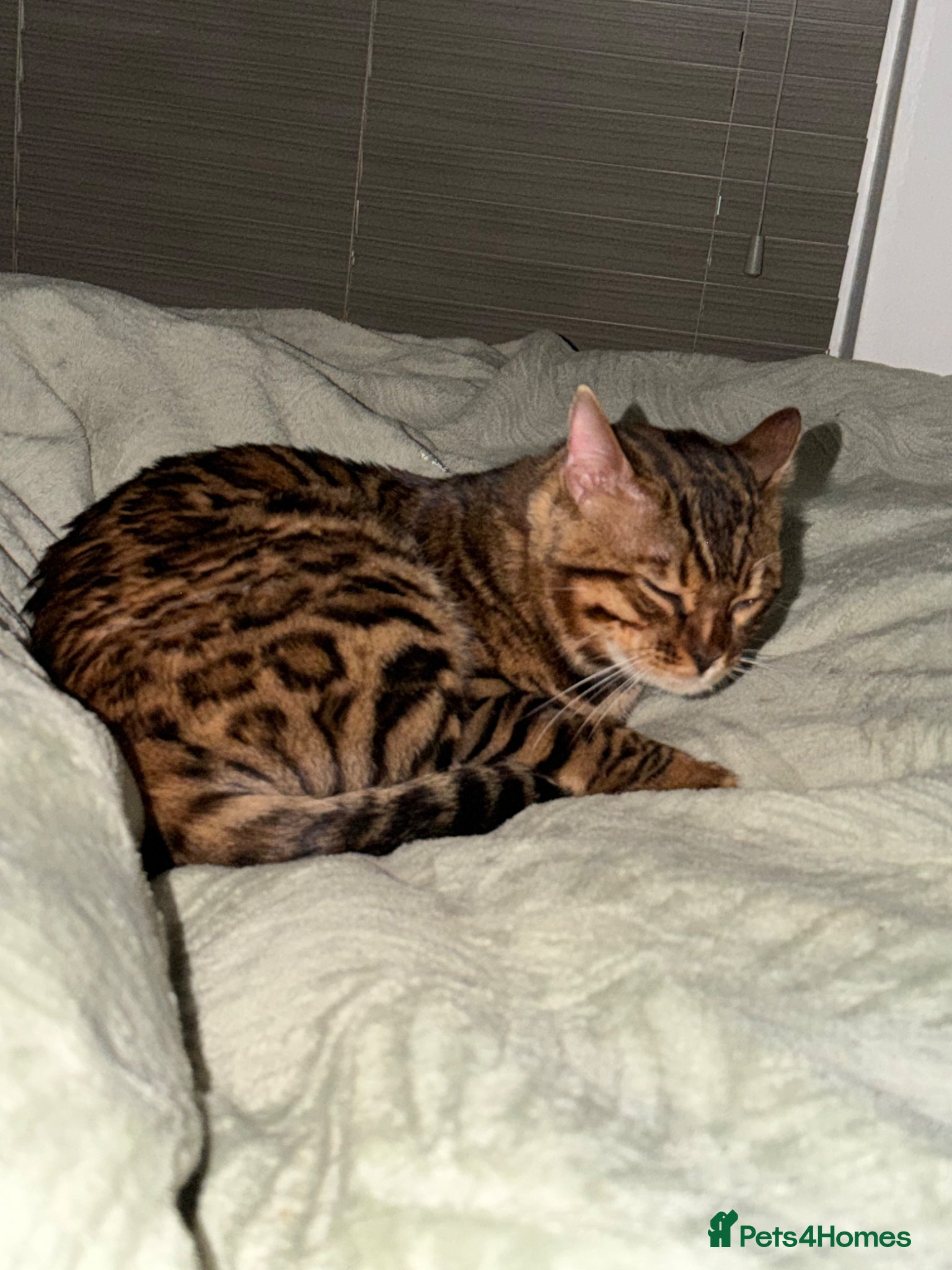 Bengal cats 💔 URGENT: ONLY 1 WEEK LEFT TO FIND HIS HOME - Advert 10