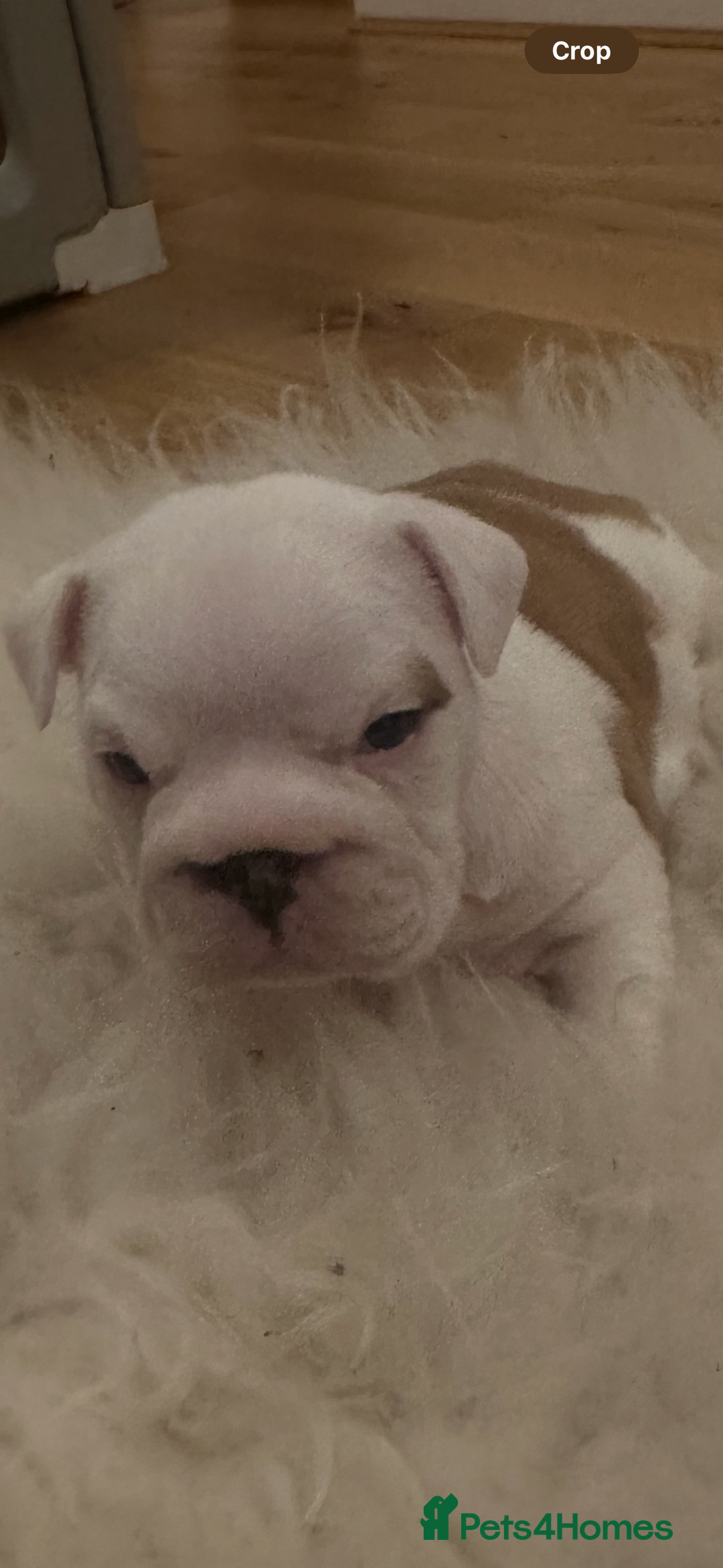 English Bulldog dogs for sale: Full Pedigree KC Registered English Bulldogs - Advert 13