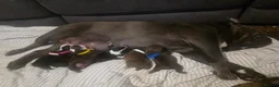 English Bulldog dogs for sale: English Bulldog Puppies Ready for Loving Homes in Swanage - Advert 1