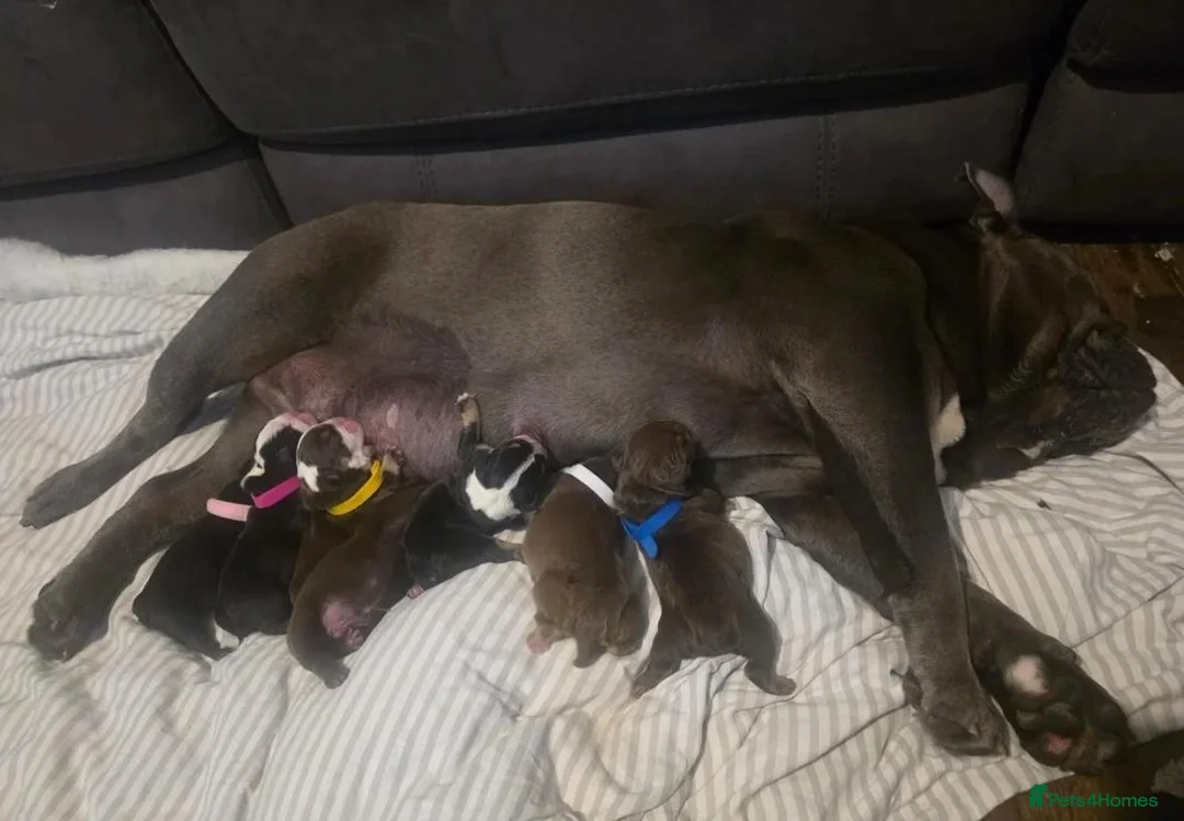 English Bulldog dogs for sale: English Bulldog Puppies Ready for Loving Homes in Swanage - Advert 1