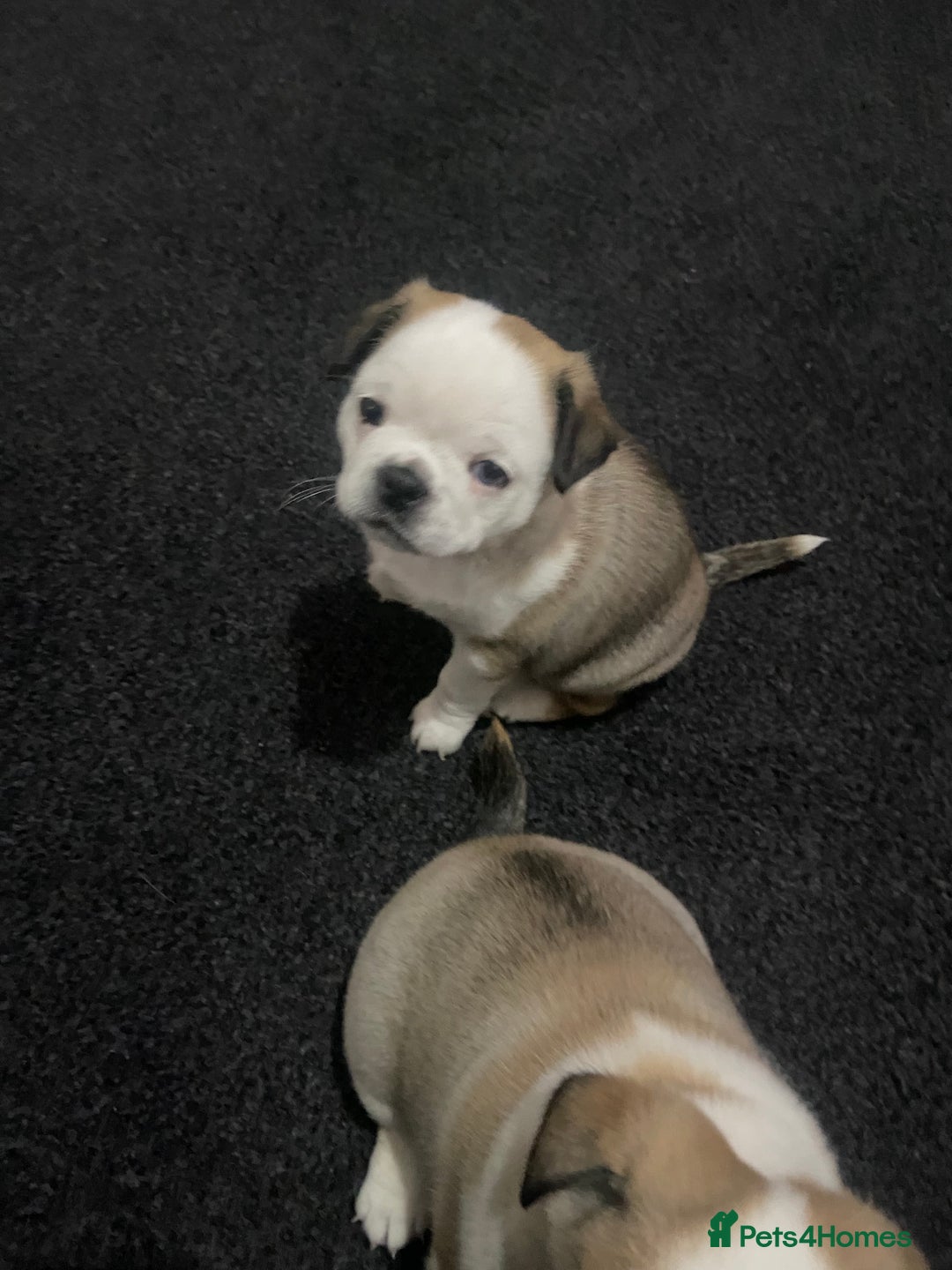 Chug dogs for sale: Stunning boy and girl Chug ready on February 7th - Advert 11