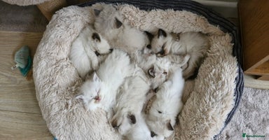 Ragdoll cats - Advert 7