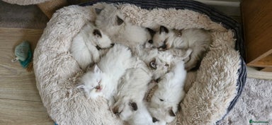 Ragdoll cats - Advert 7