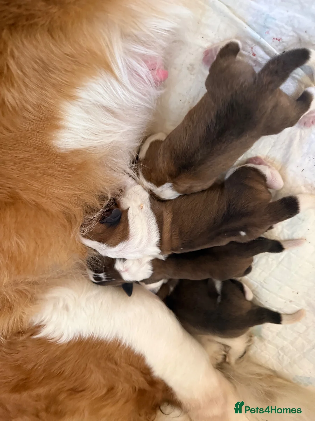 Saint Bernard dogs for sale: Saint Bernard puppies  in Cleethorpes - Advert 30