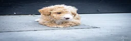 Mini Goldendoodle dogs for sale: Mini Goldendoodles - Black boy - Advert 13