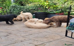 Labradoodle dogs for sale: Large standard labradoodles - Image 20