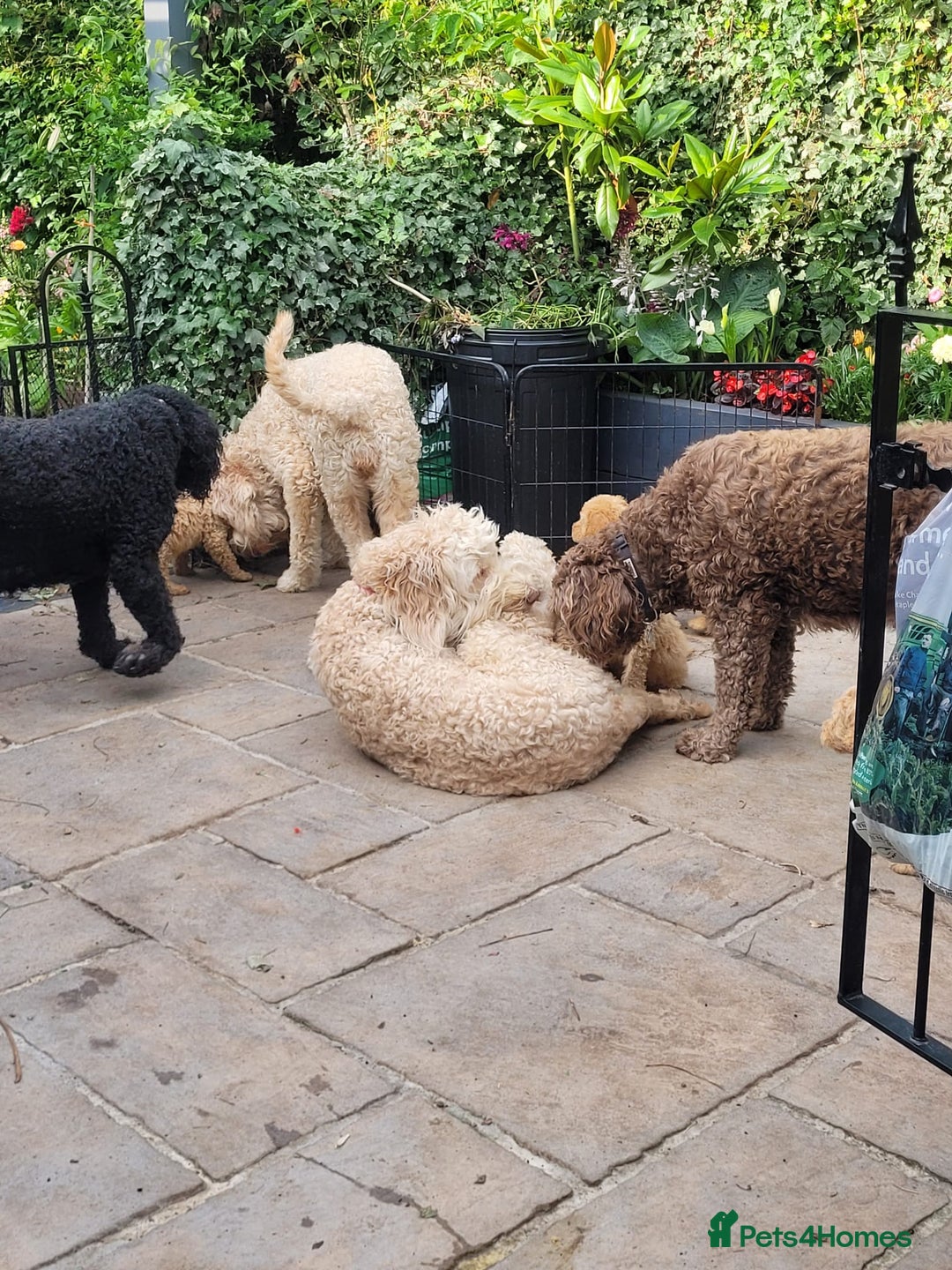 Labradoodle dogs for sale: Large standard labradoodles - Image 20