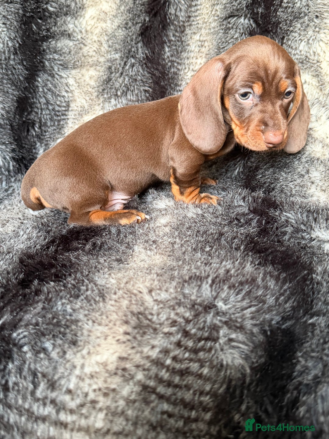 Miniature Dachshund dogs for sale: KC Registered Miniature Shorthaired Dachshund - Image 13