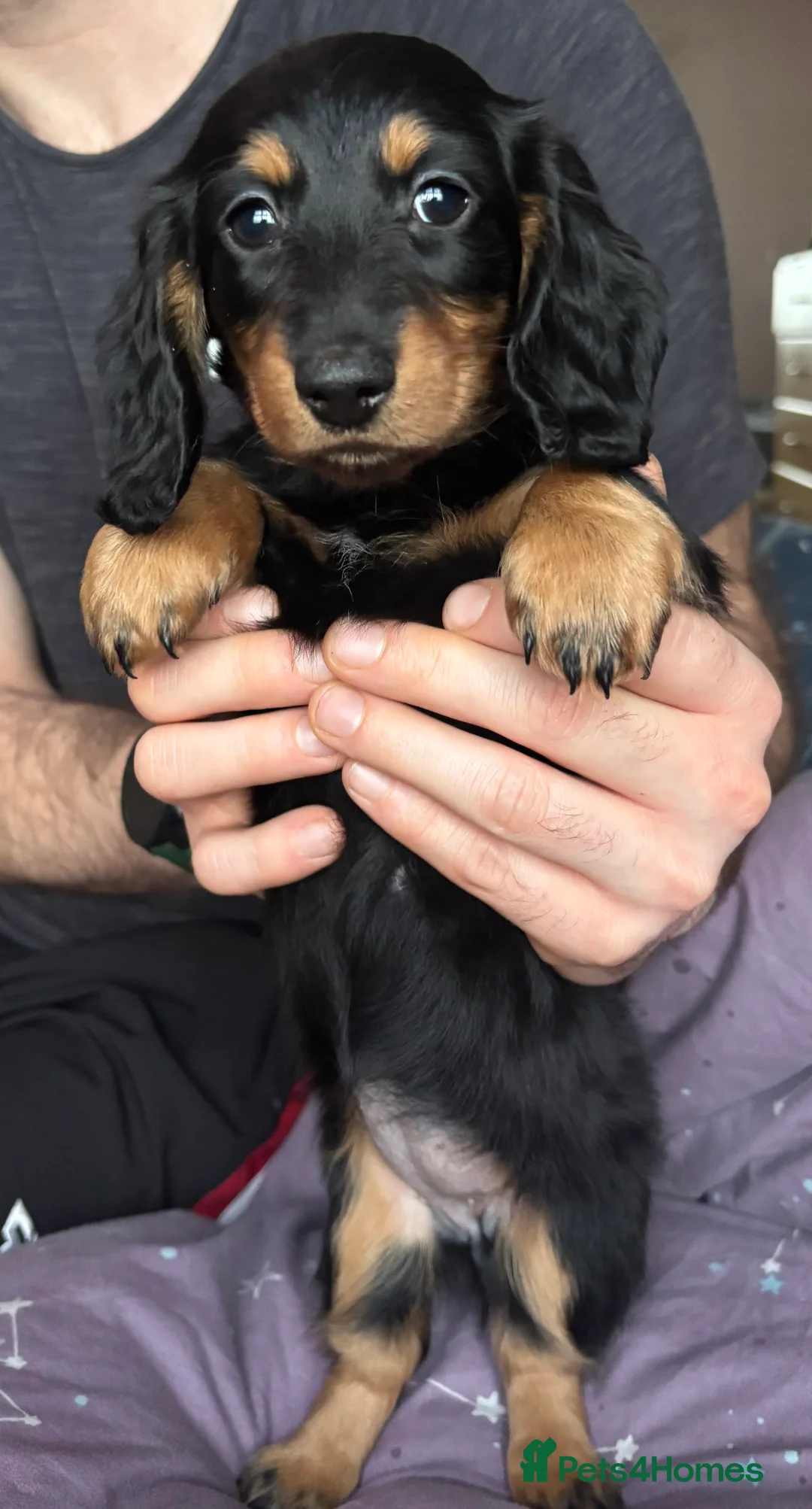 Miniature Dachshund dogs for sale: Miniature long haired dachshund  - Advert 3