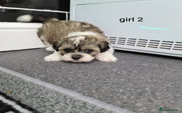 Shihpoo dogs for sale: Absolutely stunning F1 shihpoo puppies  - Image 8