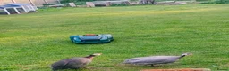 Guinea Fowl poultry for sale: Point of lay Guinea fowl for rehome  in Birmingham - Advert 3
