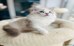 Ragdoll cats for sale: TICA registered mink and traditional ragdolls - Image 1