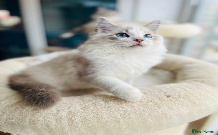 Ragdoll cats - Advert 16