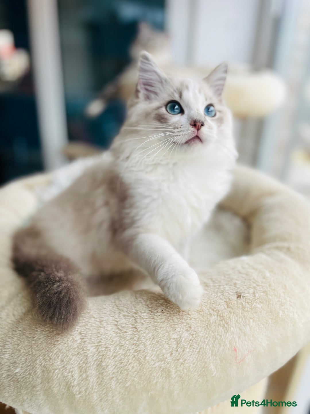Ragdoll cats for sale: TICA registered mink and traditional ragdolls - Image 1