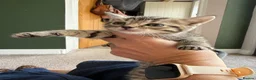 Mixed Breed cats for sale: 6 mixed breed kittens available  - Advert 6