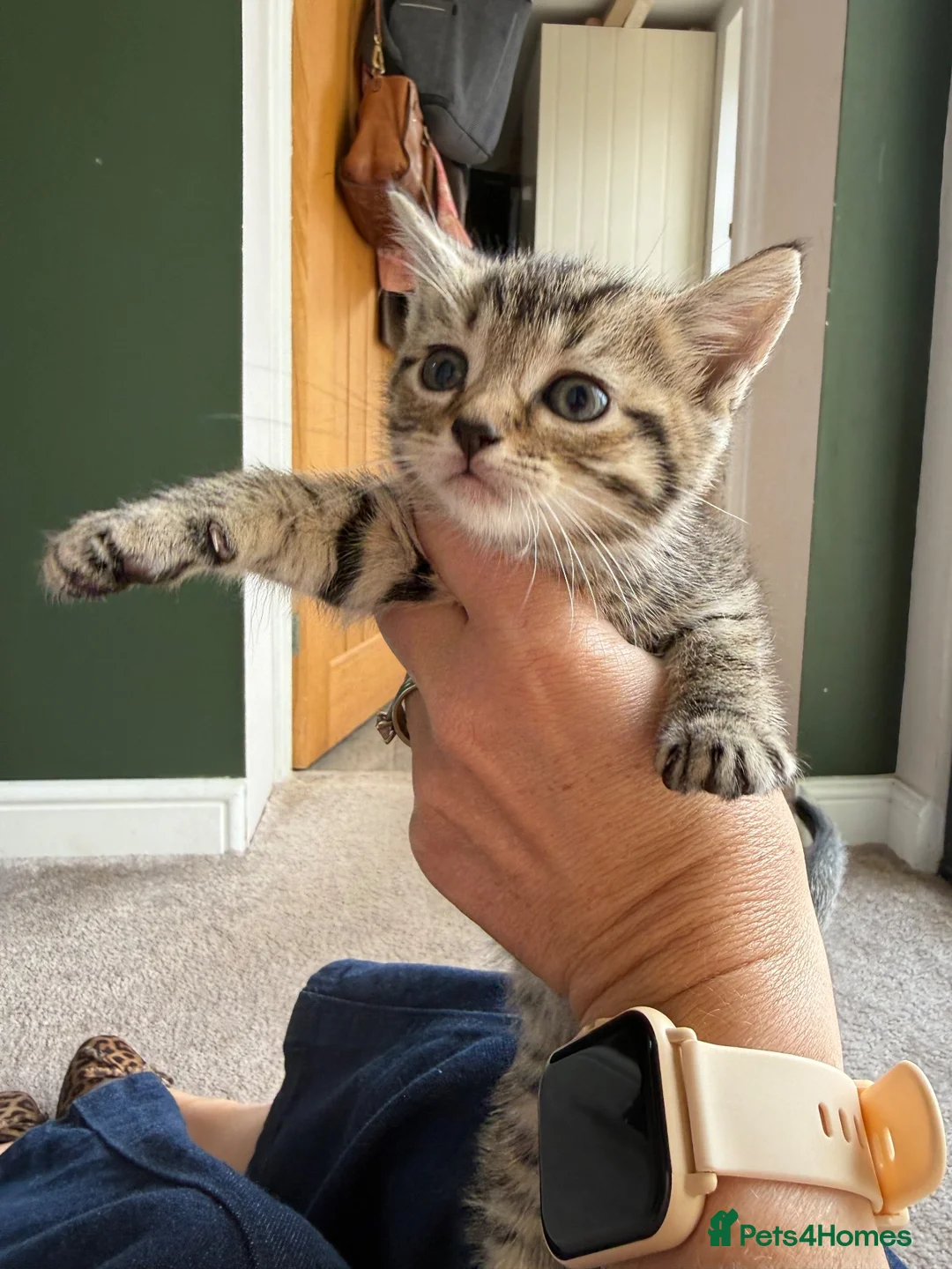 Mixed Breed cats for sale: 6 mixed breed kittens available  - Advert 6