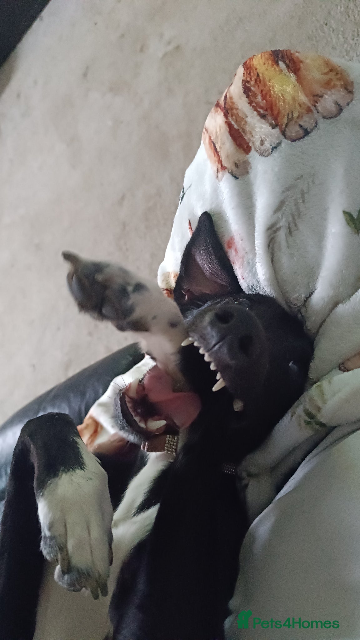 Mixed Breed dogs Collie saluki whippet  - Advert 1