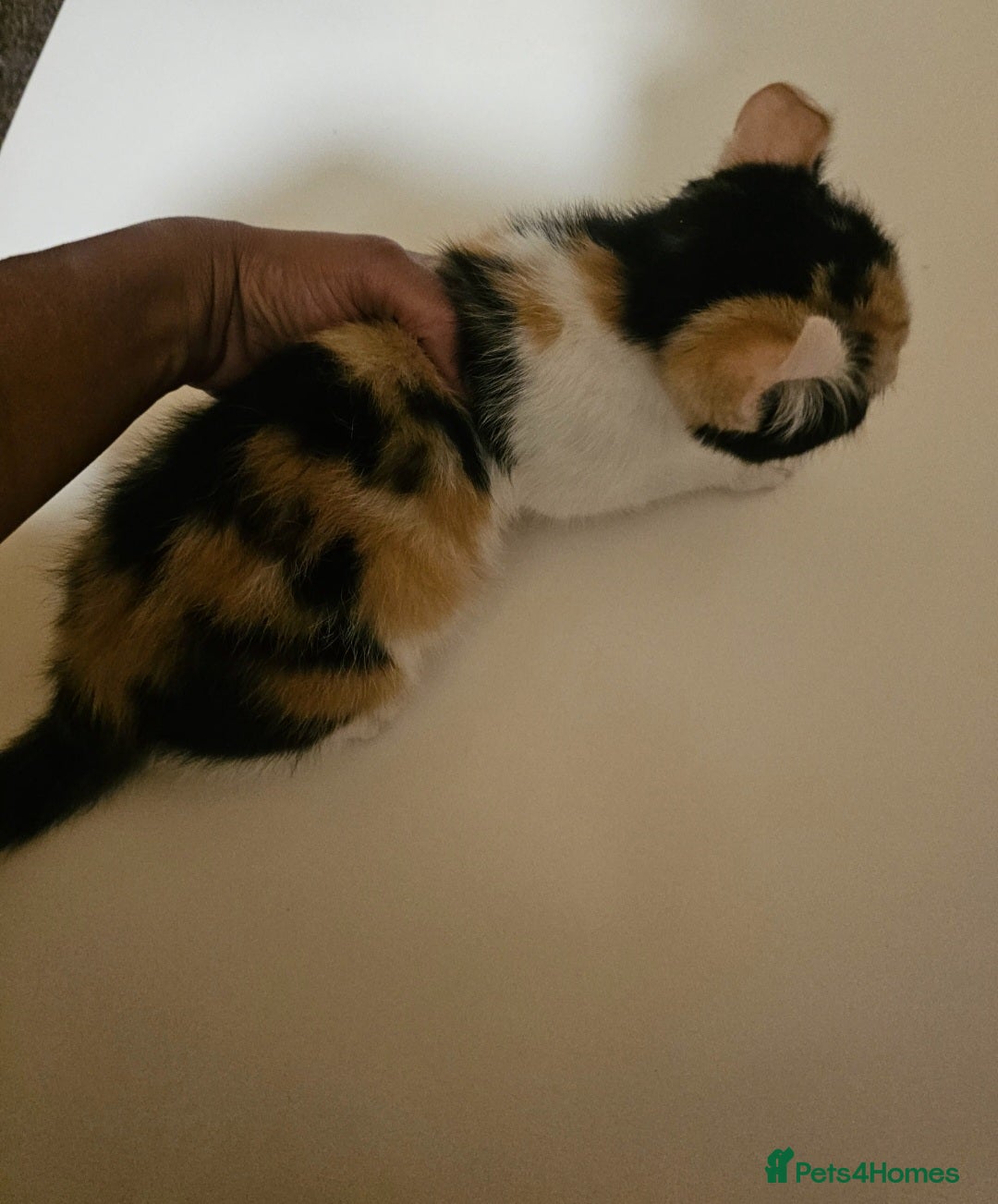 Mixed Breed cats for sale: Half spyhnx half calico  - Image 9