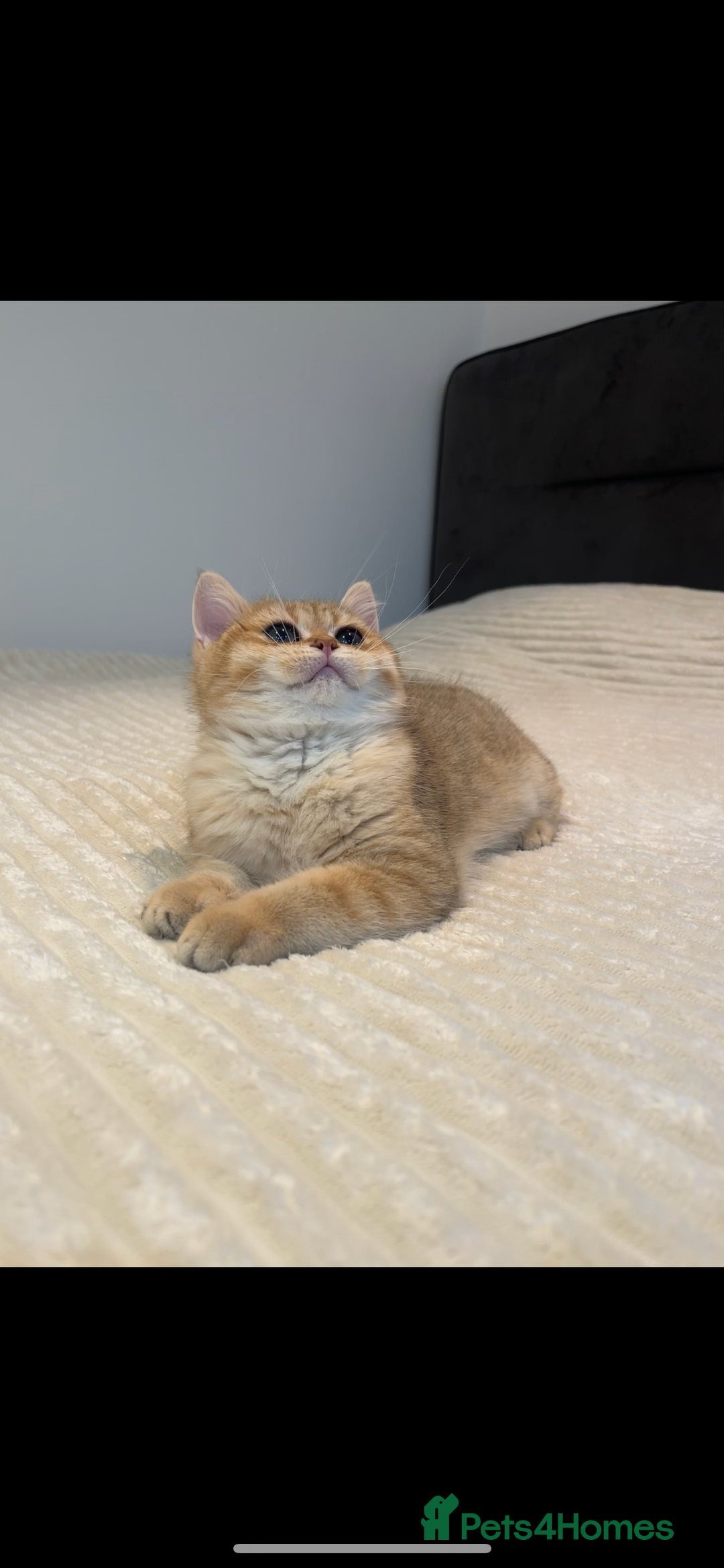 British Shorthair cats for sale: *1Left* GCCF Registered Champion line Golden BSH - Advert 9