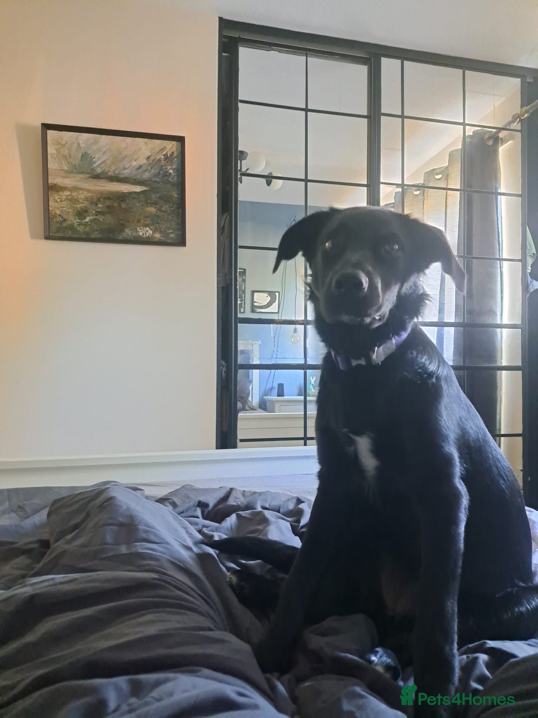 Mixed Breed dogs for sale: Lab X Collie, 9 Months Old, Seeking a Forever Home - Image 9