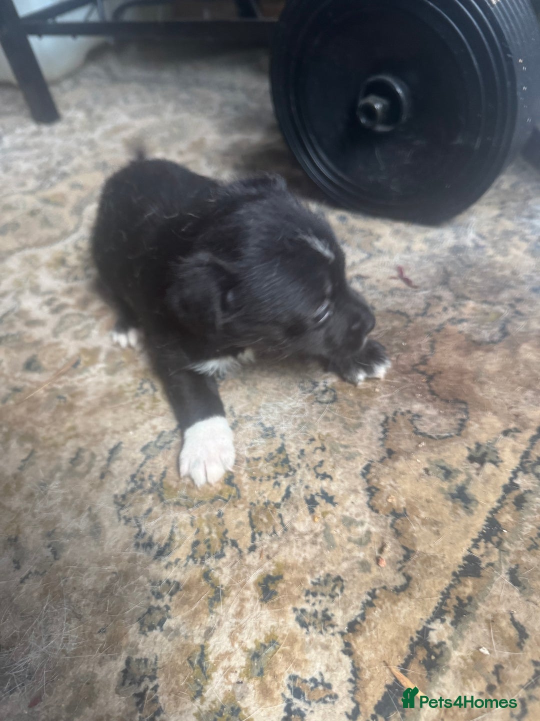 Mixed Breed dogs for sale: Jackahuahua - Image 6