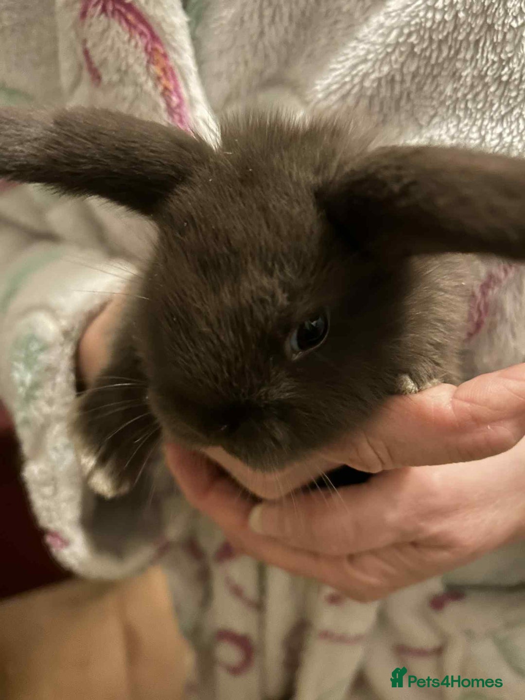 Mini Lop rabbits for sale: Beautiful chocolate brown rabbits - Advert 9