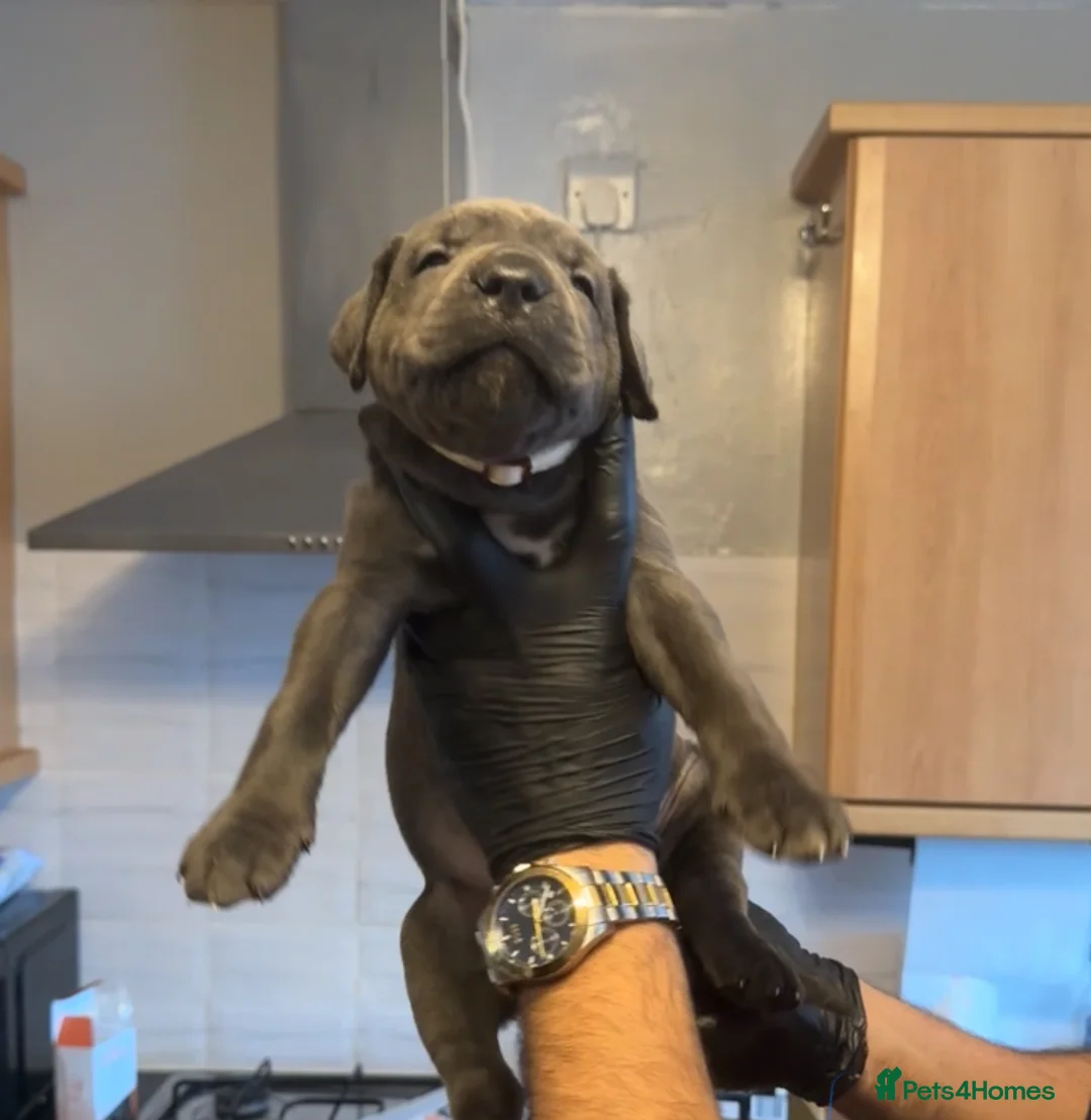 Cane Corso dogs for sale: Pure Blue Cane Corso puppies for sale - Advert 24