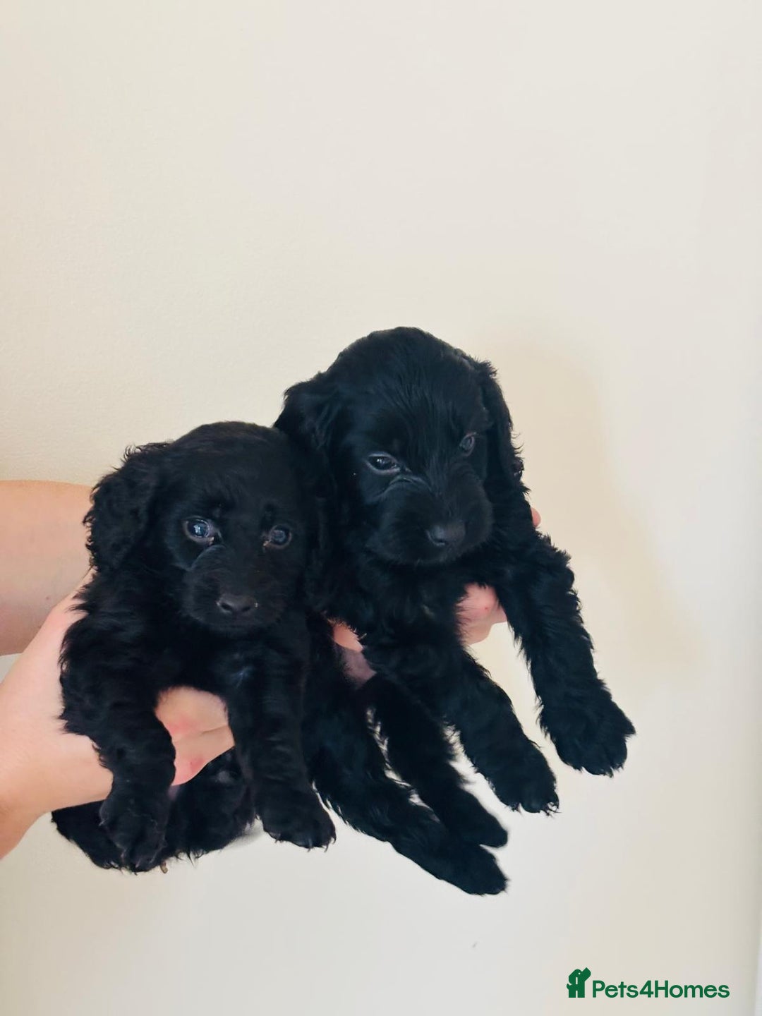 Cockapoo dogs for sale: Cockapoo Puppies  - Image 10