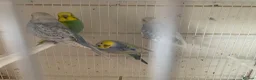 Budgerigars birds for sale: Budgies - Advert 4