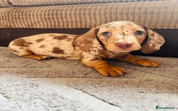 Miniature Dachshund dogs for sale: ❤️❤️⭐️Miniature dachshund⭐️❤️❤️ - Image 11