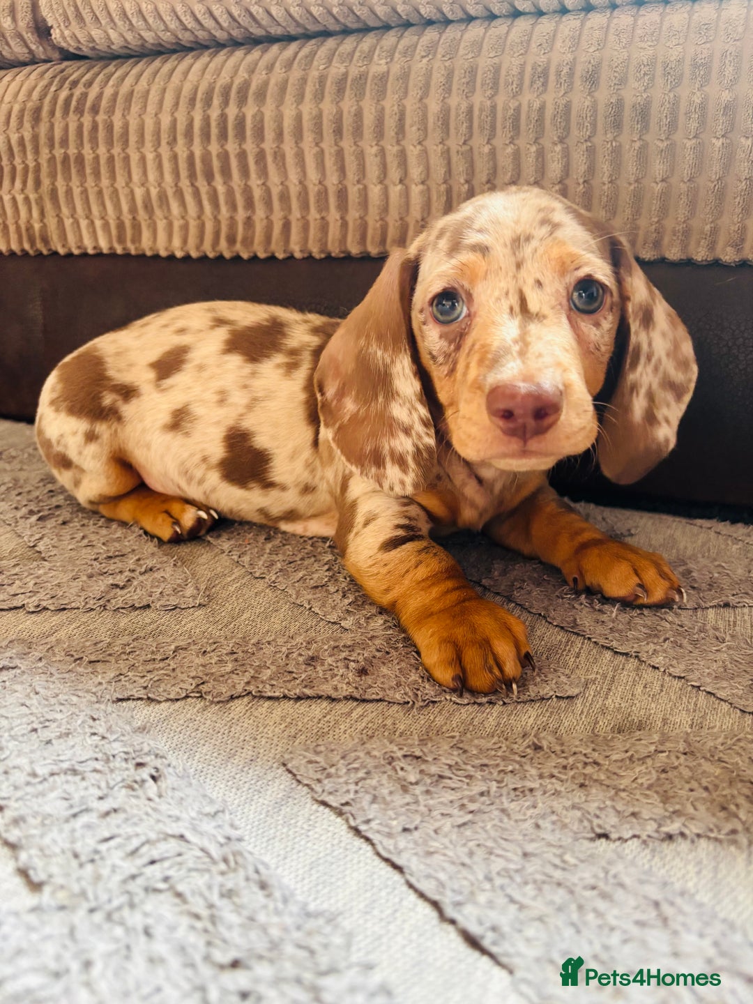 Miniature Dachshund dogs for sale: ❤️❤️⭐️Miniature dachshund⭐️❤️❤️ - Image 11
