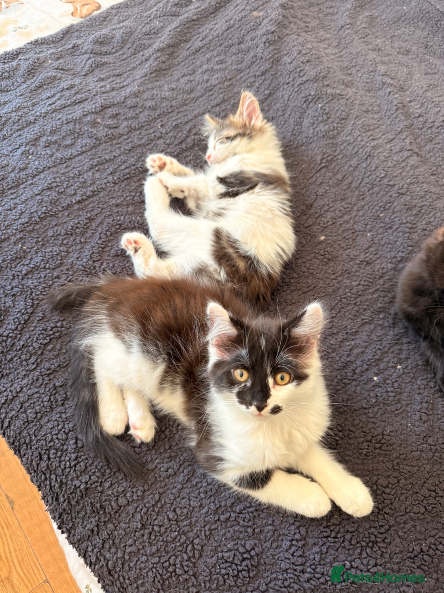 British Longhair cats 2 adorable mix coloured fluffy kittens  - Advert 7