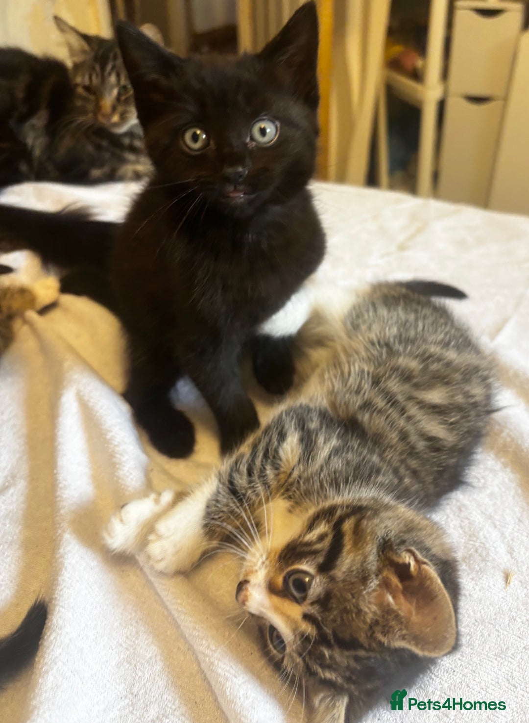 Norwegian Forest Cat cats for sale: Beautiful fluffy kittens - Image 6