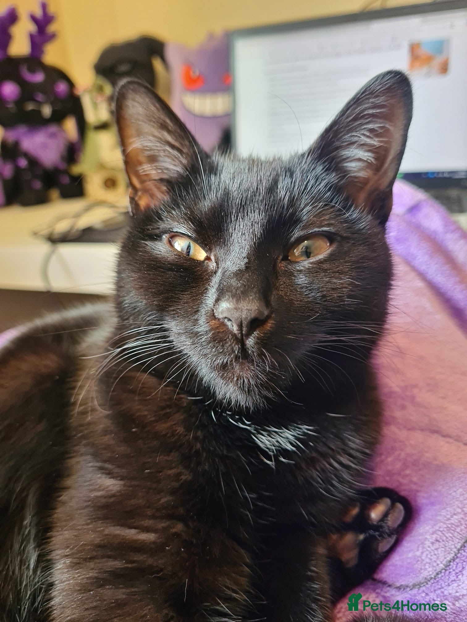 Domestic Shorthair cats Olive, 8 month old female - Advert 8
