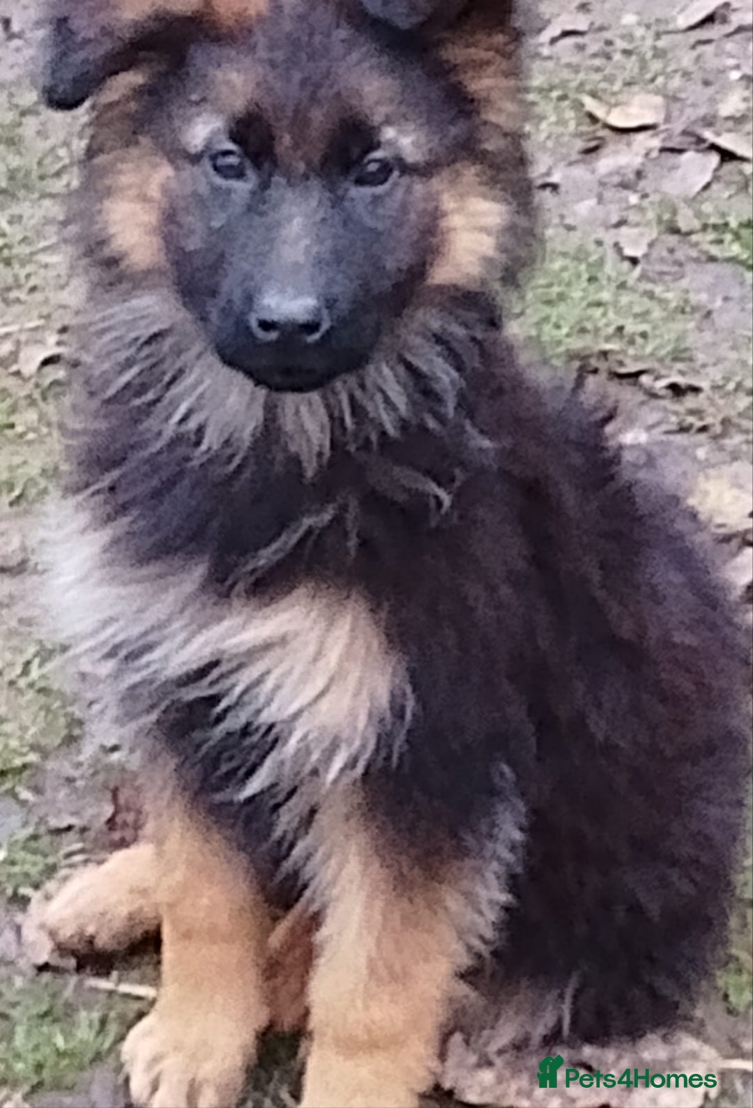 German Shepherd dogs for sale: German shepherd puppies - Advert 3