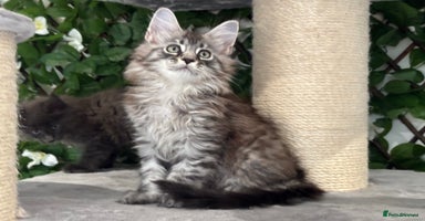 Maine Coon cats - Advert 11