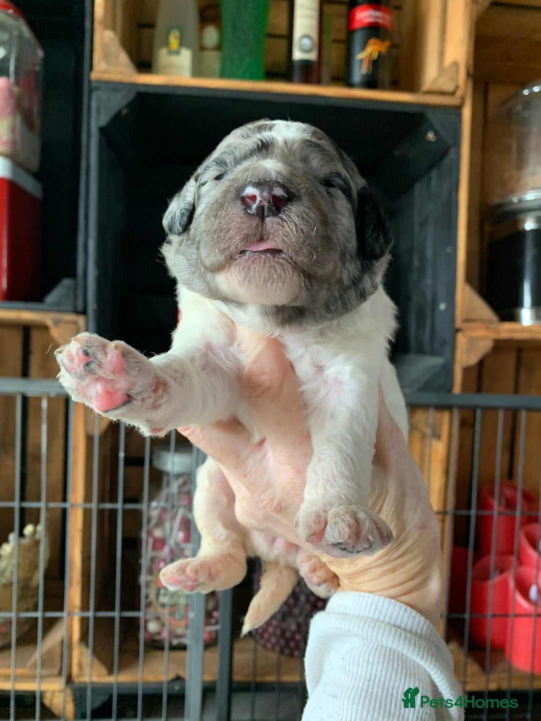 Bernedoodle dogs for sale: Standard Bernedoodle Blue Merle, Black White. - Image 7