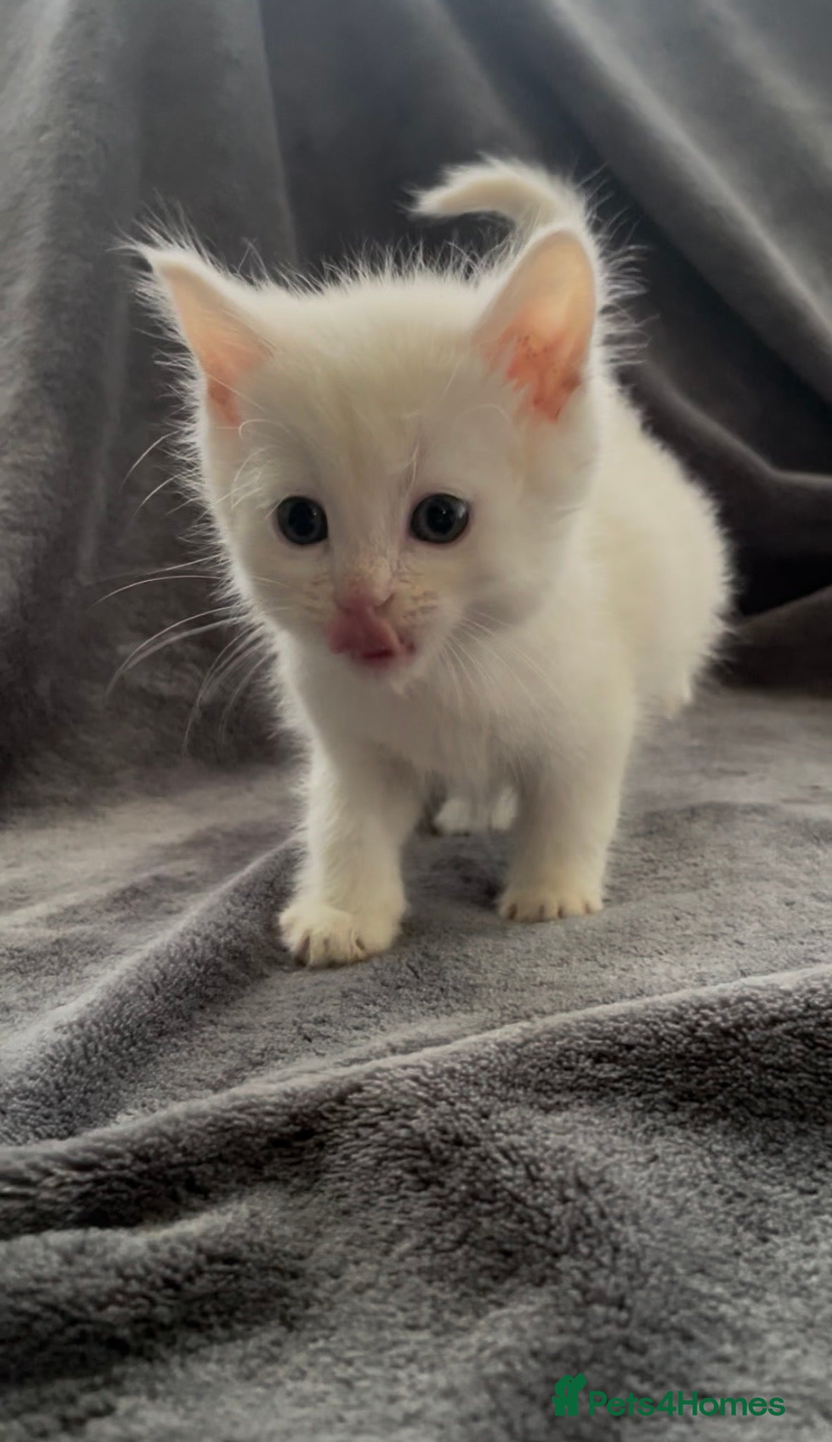 Mixed Breed cats Kittens ready to leave  - Advert 5
