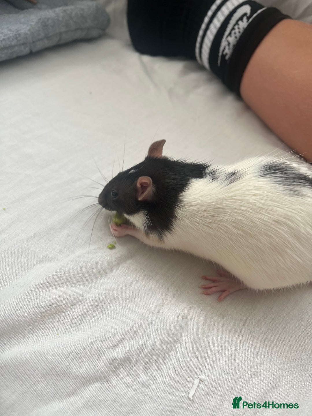 Rat rodents for sale: Dotty & rolo - Advert 3