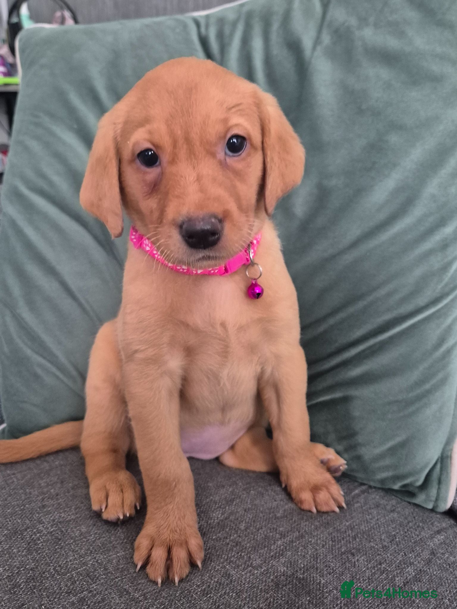 Labrador Retriever dogs *ONLY 2 REMAINING* - Fox Red Labrador Puppies - Advert 4