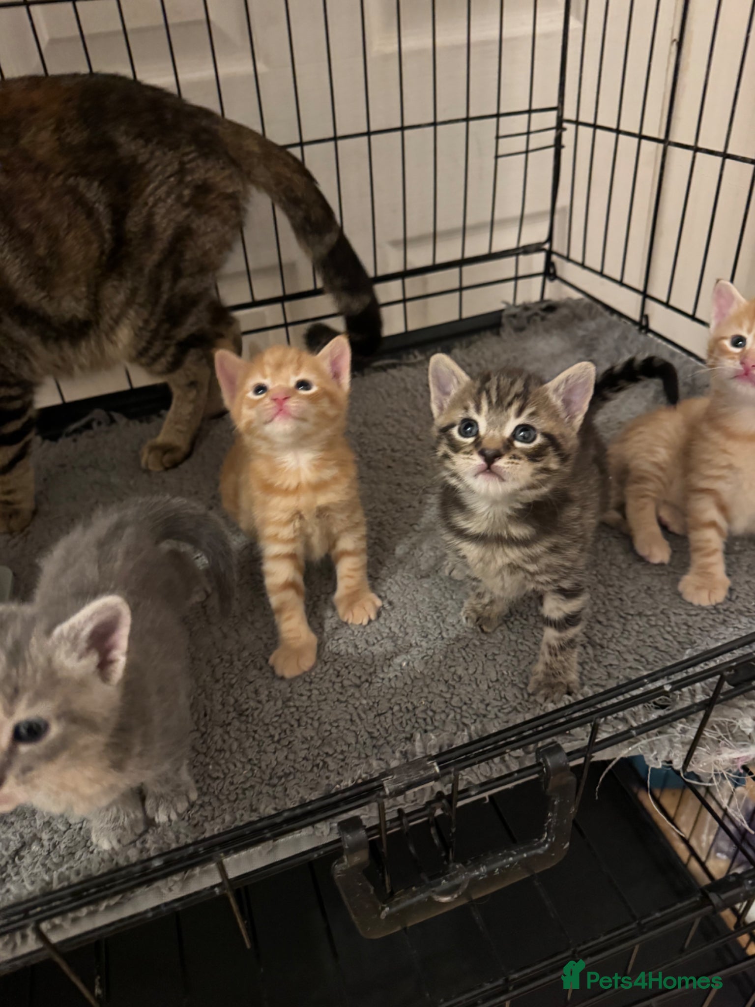 American Shorthair cats for sale: Ready To Leave Today please read full advert pleas - Advert 26
