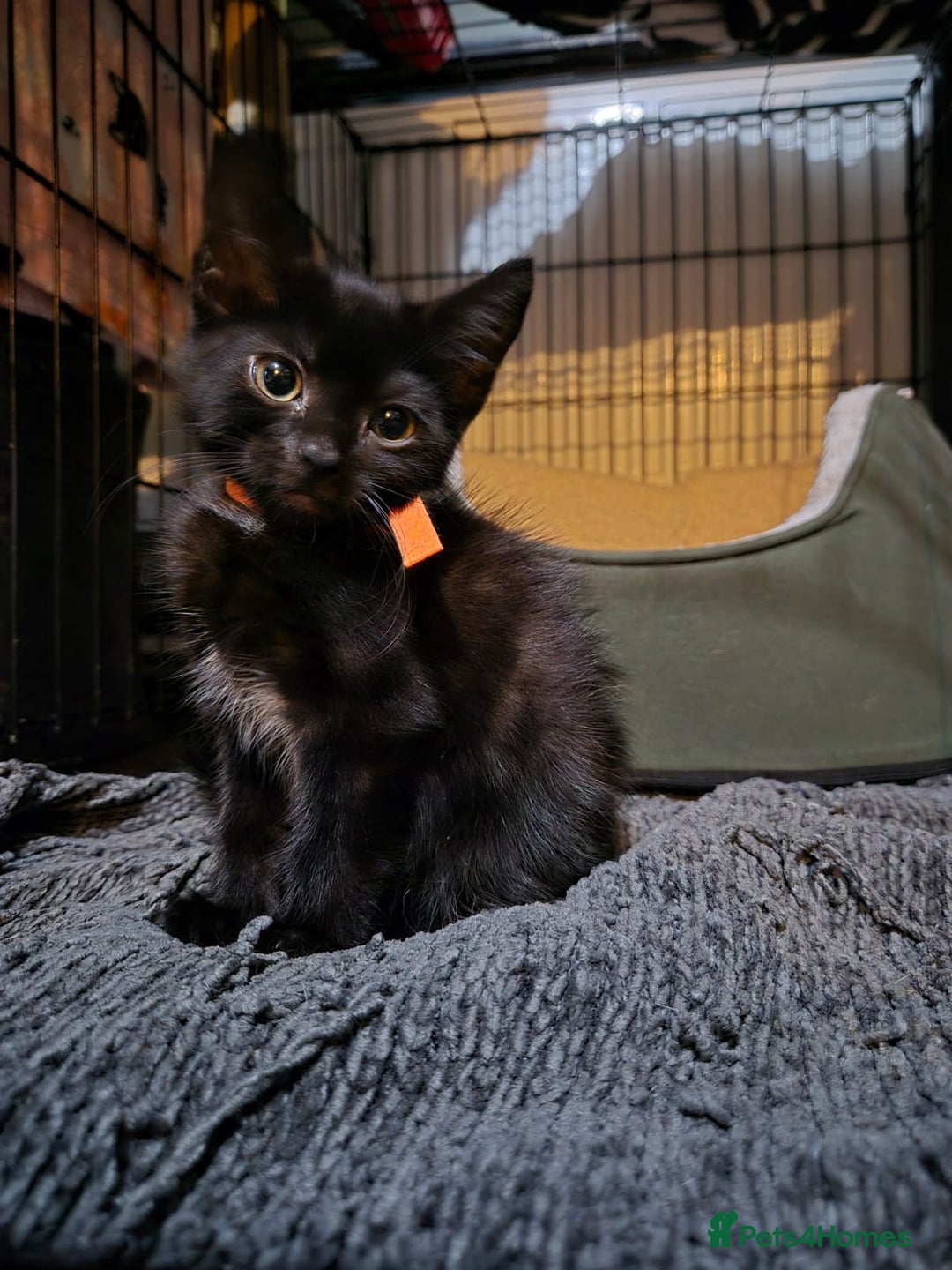 Mixed Breed cats for sale: Adorable black kittens for sale  - Image 26
