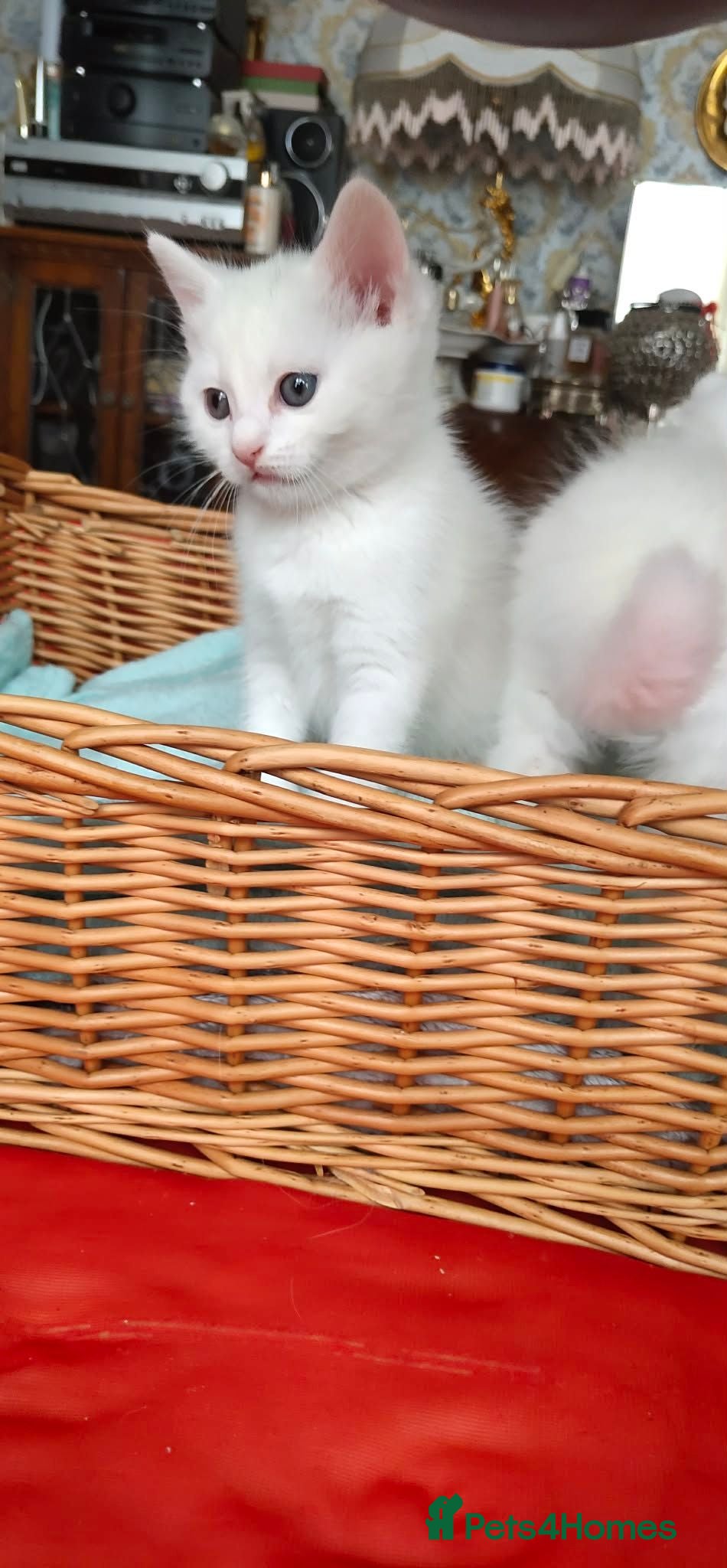 Mixed Breed cats Kittens - Advert 2