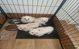 Maltipoo dogs for sale: FINAL REDUCTION F1 dna tested maltipoos - Image 4