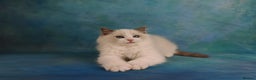 Ragdoll cats for sale: ❤️BEST KITTENS RAGDOLL❤️ CHAMPION REGIONAL WINNER  - Advert 32