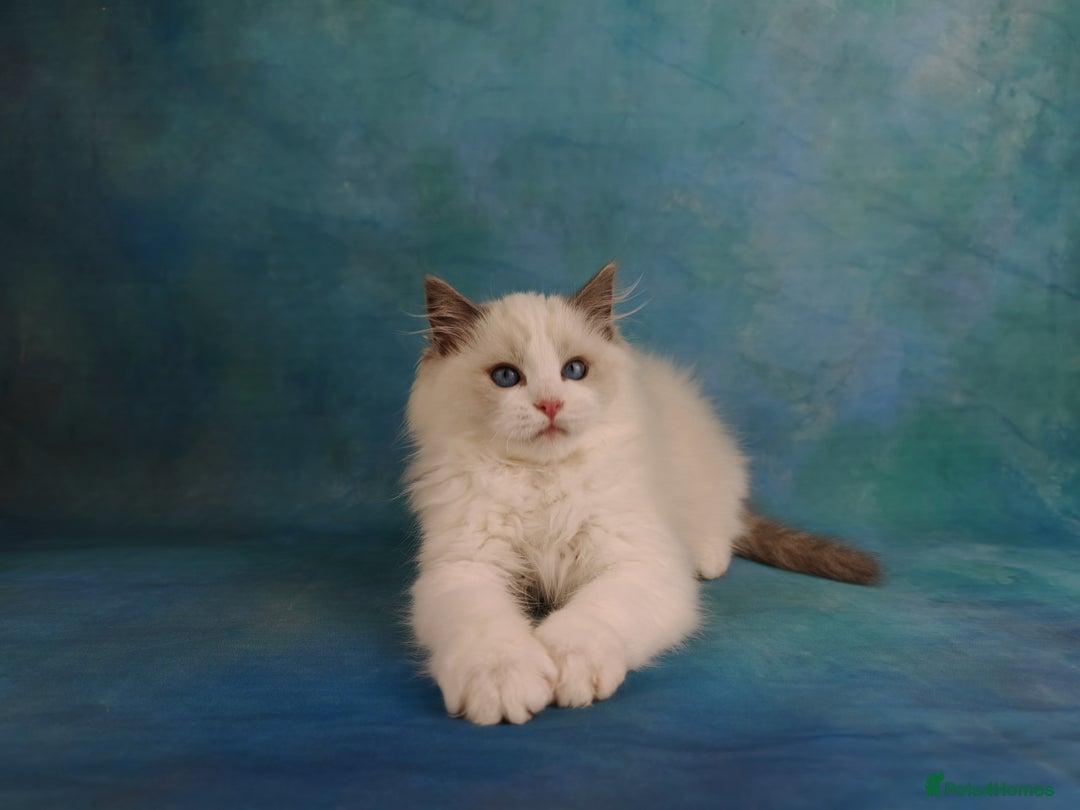 Ragdoll cats for sale: ❤️BEST KITTENS RAGDOLL❤️ CHAMPION REGIONAL WINNER  - Advert 32