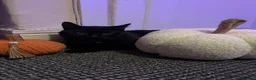 Bombay cats for sale: Black Cat, Zero  - Advert 2