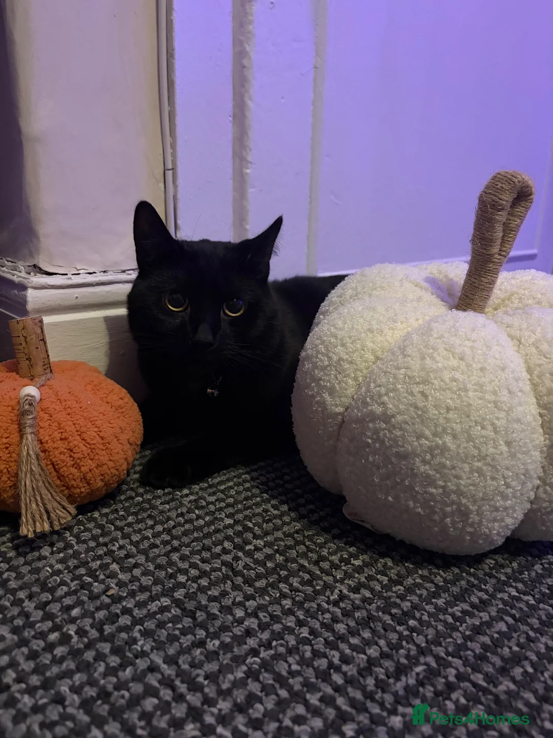 Bombay cats for sale: Black Cat, Zero  - Advert 2