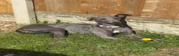 Whippet dogs for sale: Whippet bitch for rehomimg  in Doncaster - Advert 3